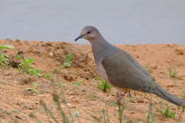 Image of White-tipped Dove