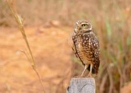 Image of Burrowing Owl