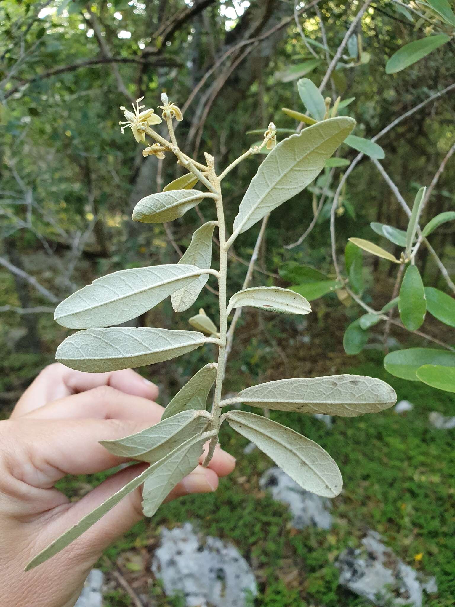 Quadrella ferruginea (L.) Iltis & Cornejo resmi