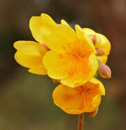 Imagem de Cochlospermum regium (Mart. & Schr.) Pilger