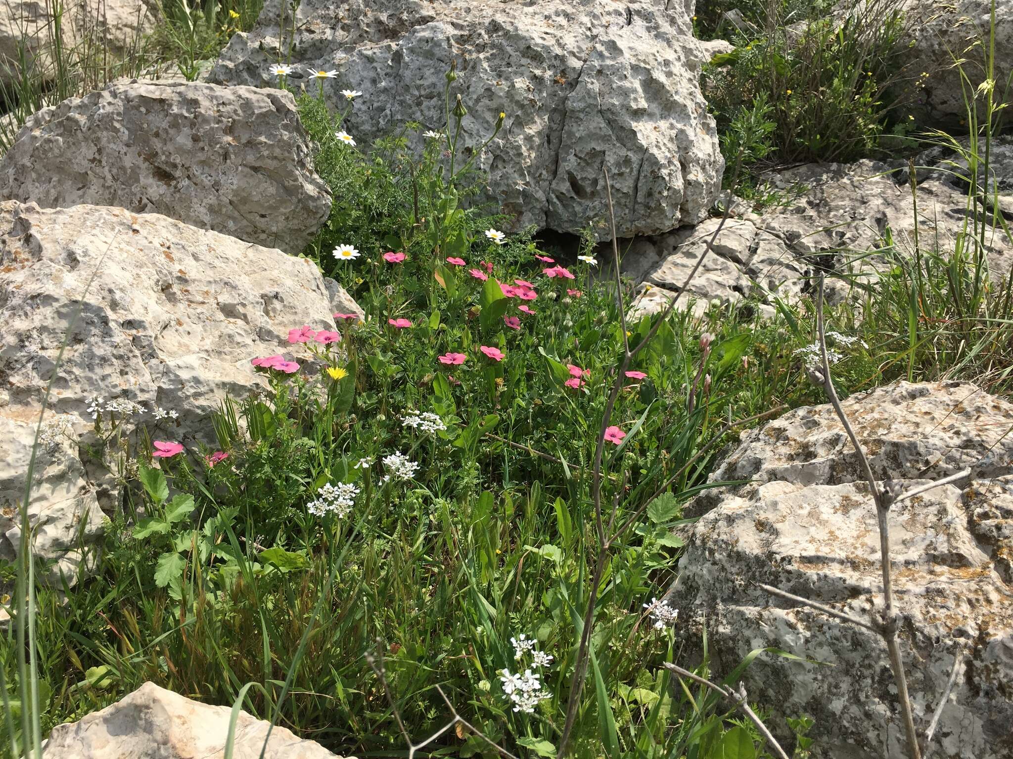 Image of Linum pubescens Banks & Solander