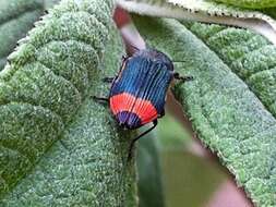 Image of Castiarina kerremansi (Blackburn 1890)