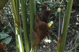 Imagem de Calathea lutea (Aubl.) E. Mey. ex Schult.