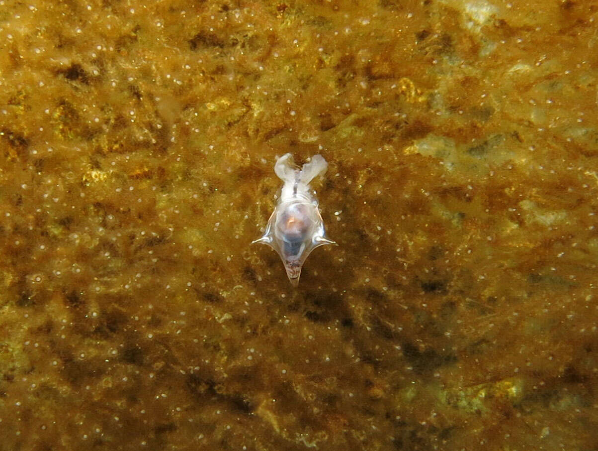 Image of three-spine cavoline