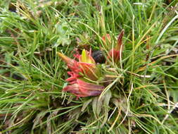 Image of Castilleja pumila (Benth.) Weddell