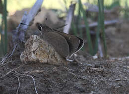 Image of Eufala Skipper