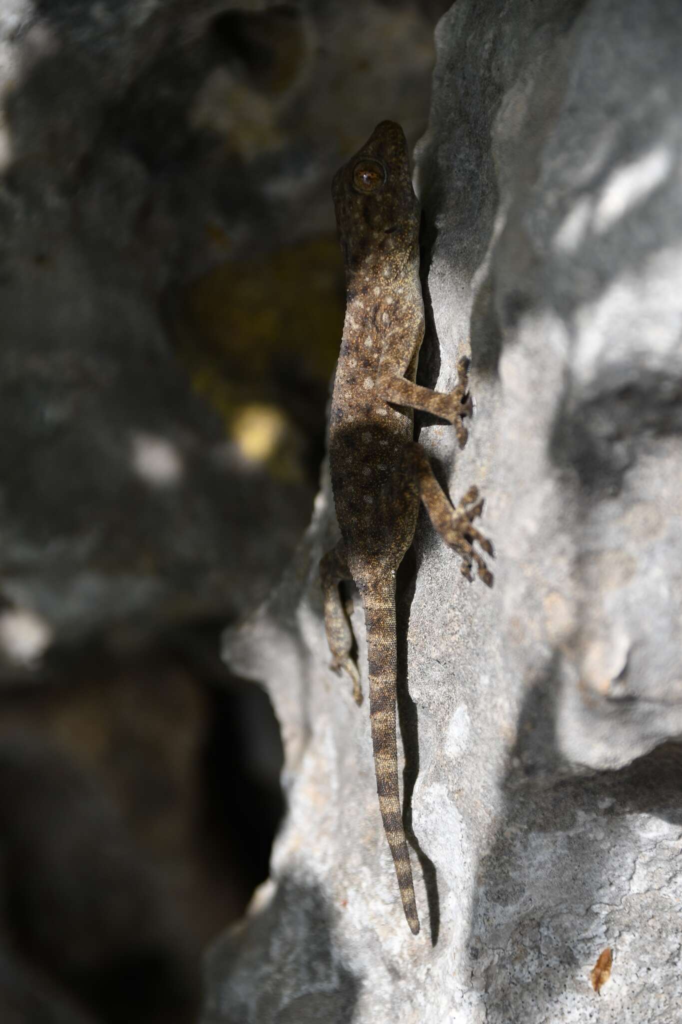 Image of Fan-fingered gecko