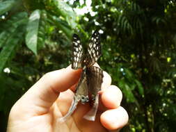 Image of Dappled Daggerwing