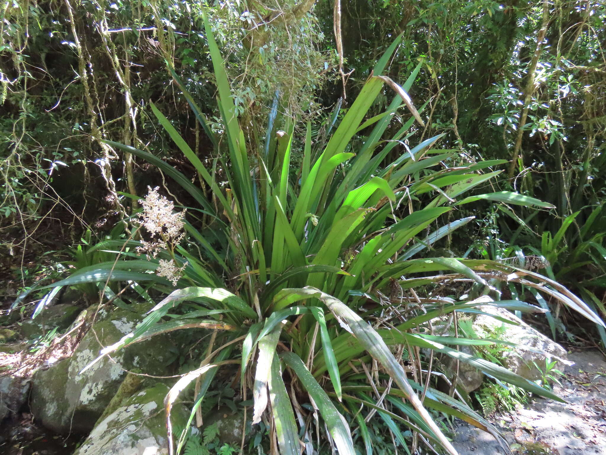 Helmholtzia glaberrima (Hook. fil.) Caruel resmi