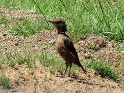 Image of Ant-eating Chat