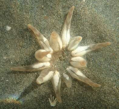 Image of 12-tentacle parasitic anemone