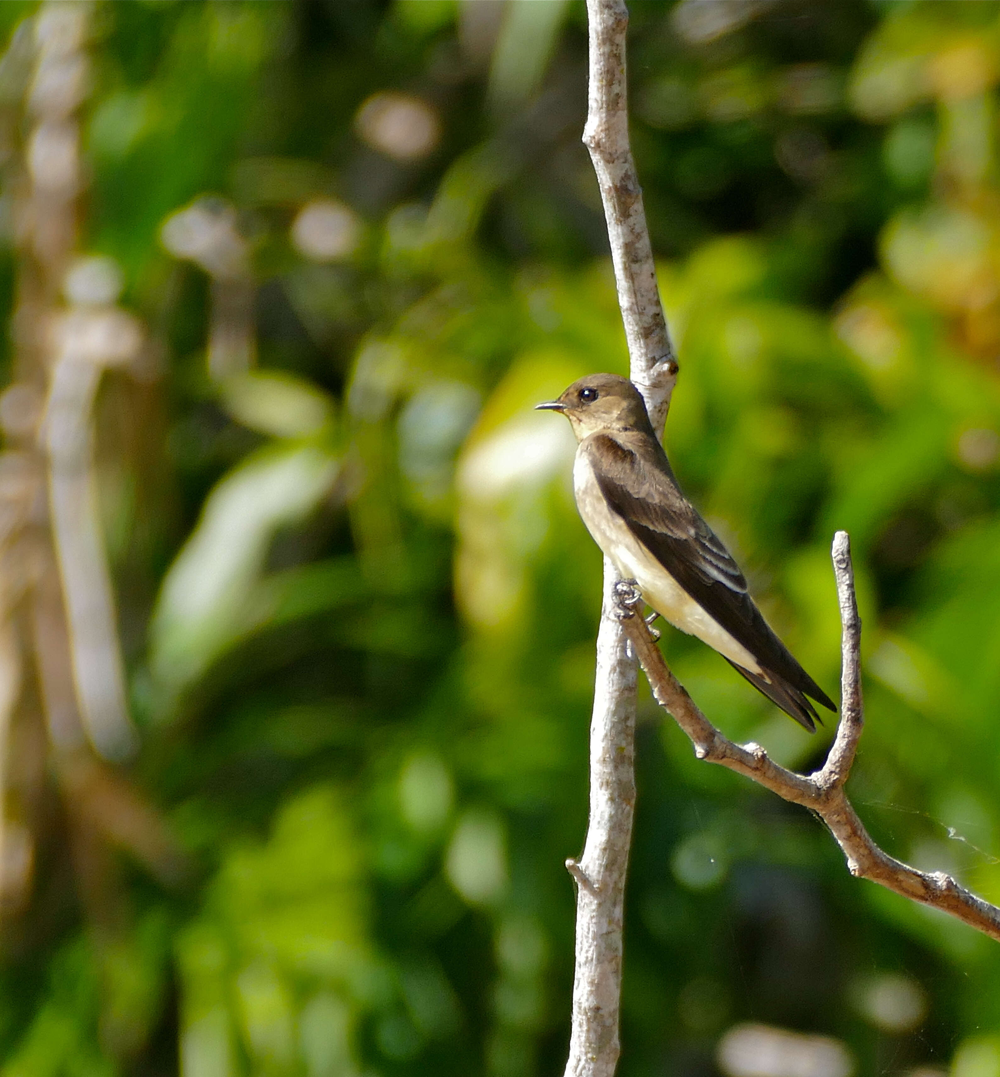 صورة Stelgidopteryx ruficollis (Vieillot 1817)