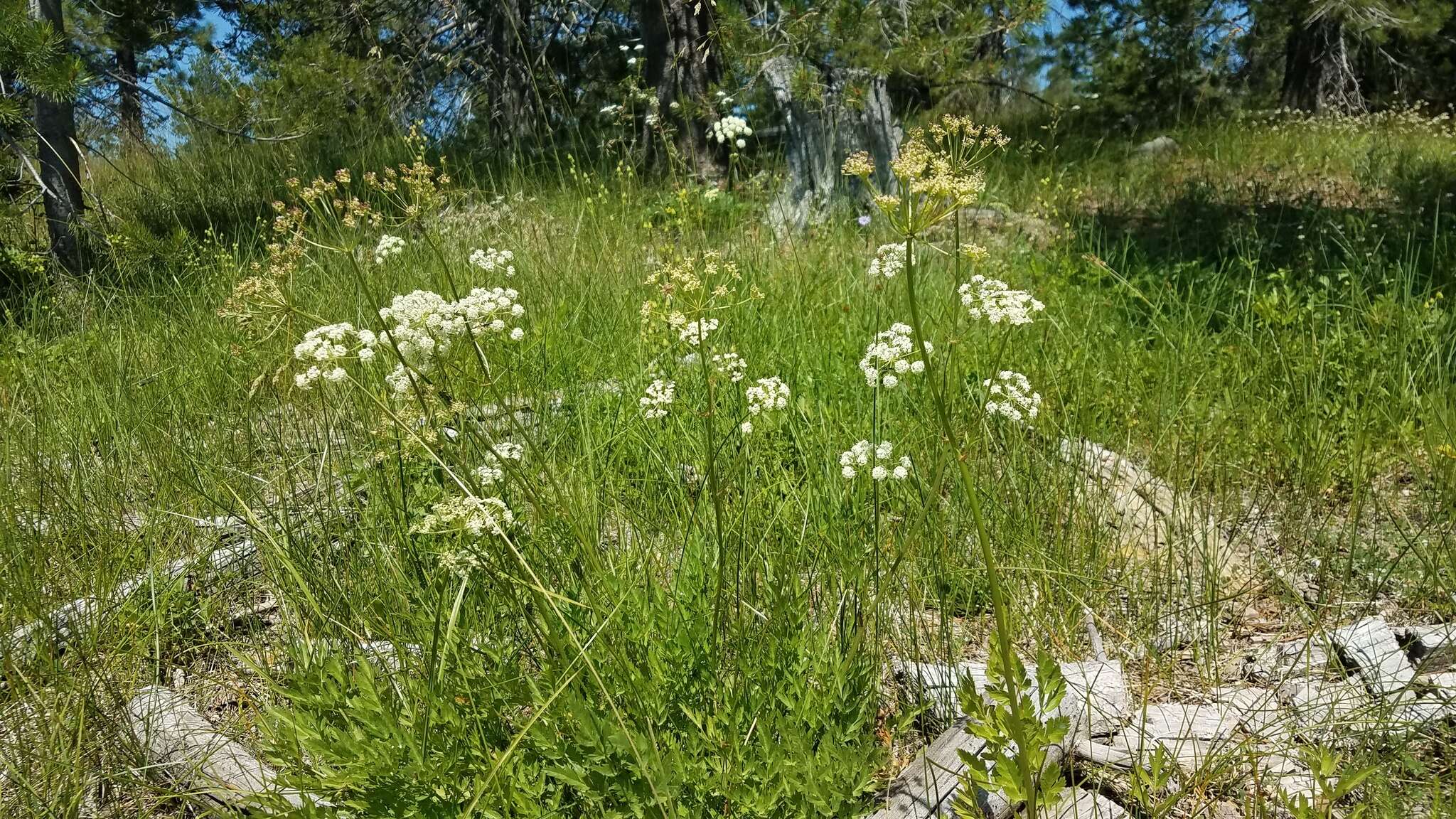 Image of Gray's licorice-root