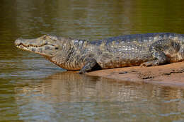 Image of Yacare caiman