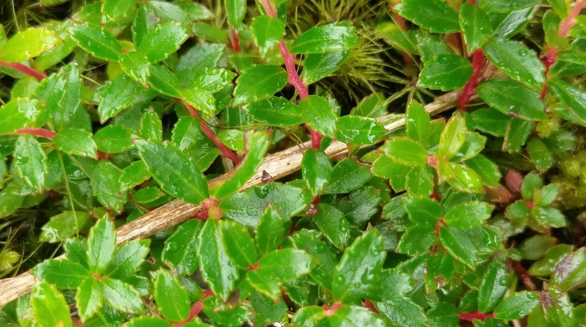 Image of Hypericum nagasawai Hayata