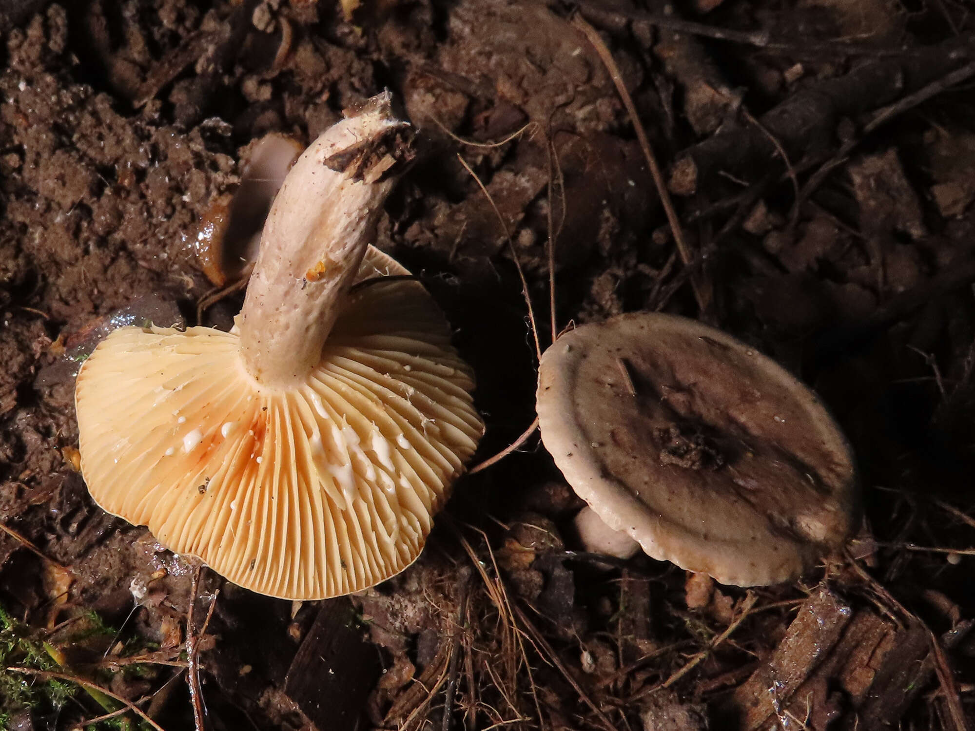 Image of Lactarius pyrogalus (Bull.) Fr. 1838