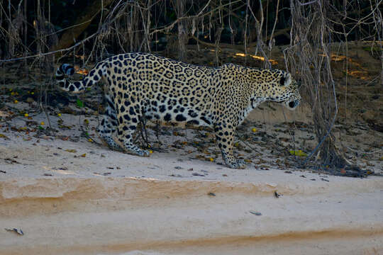 Image of Panthera onca palustris (Ameghino 1888)