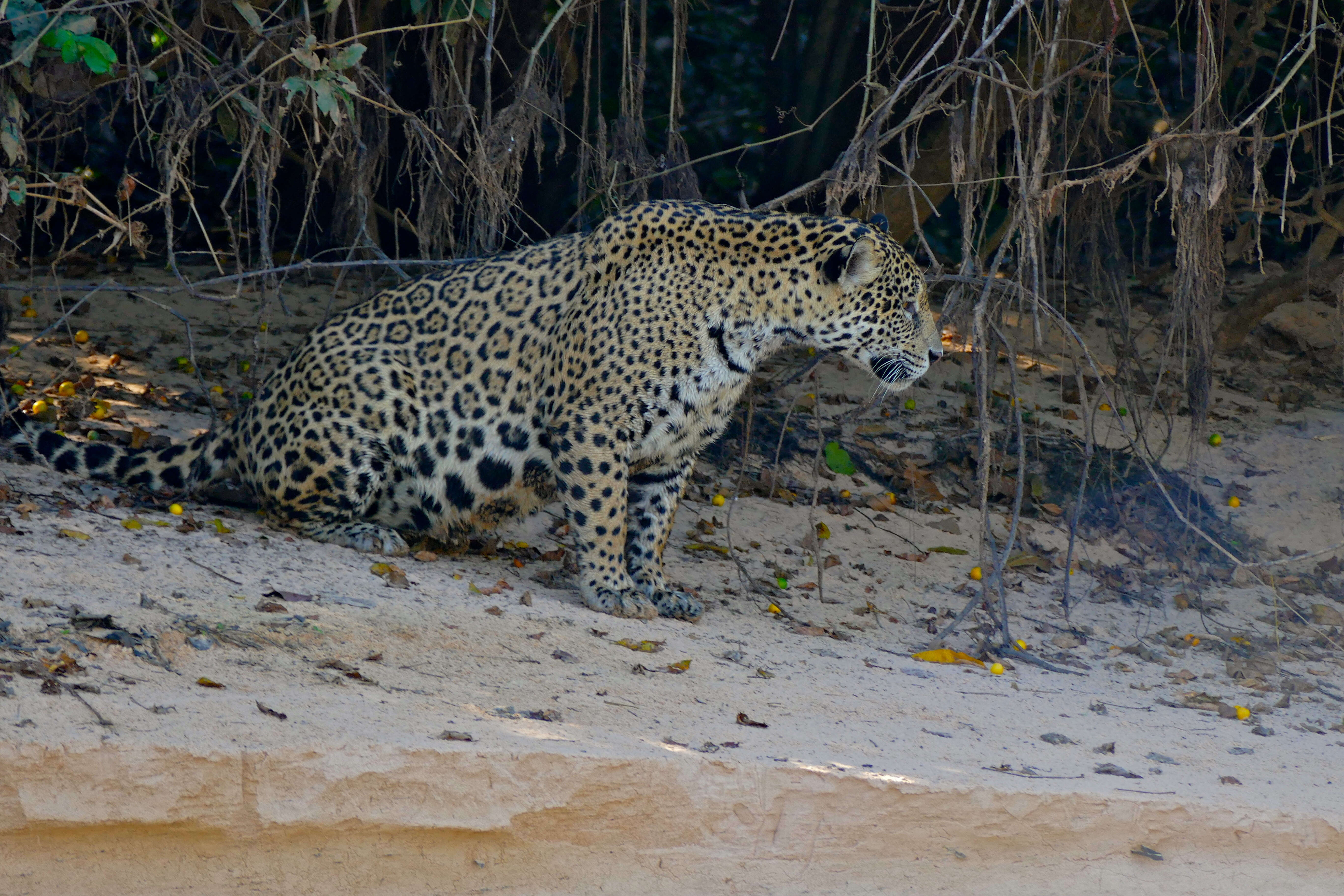 Image of Panthera onca palustris (Ameghino 1888)