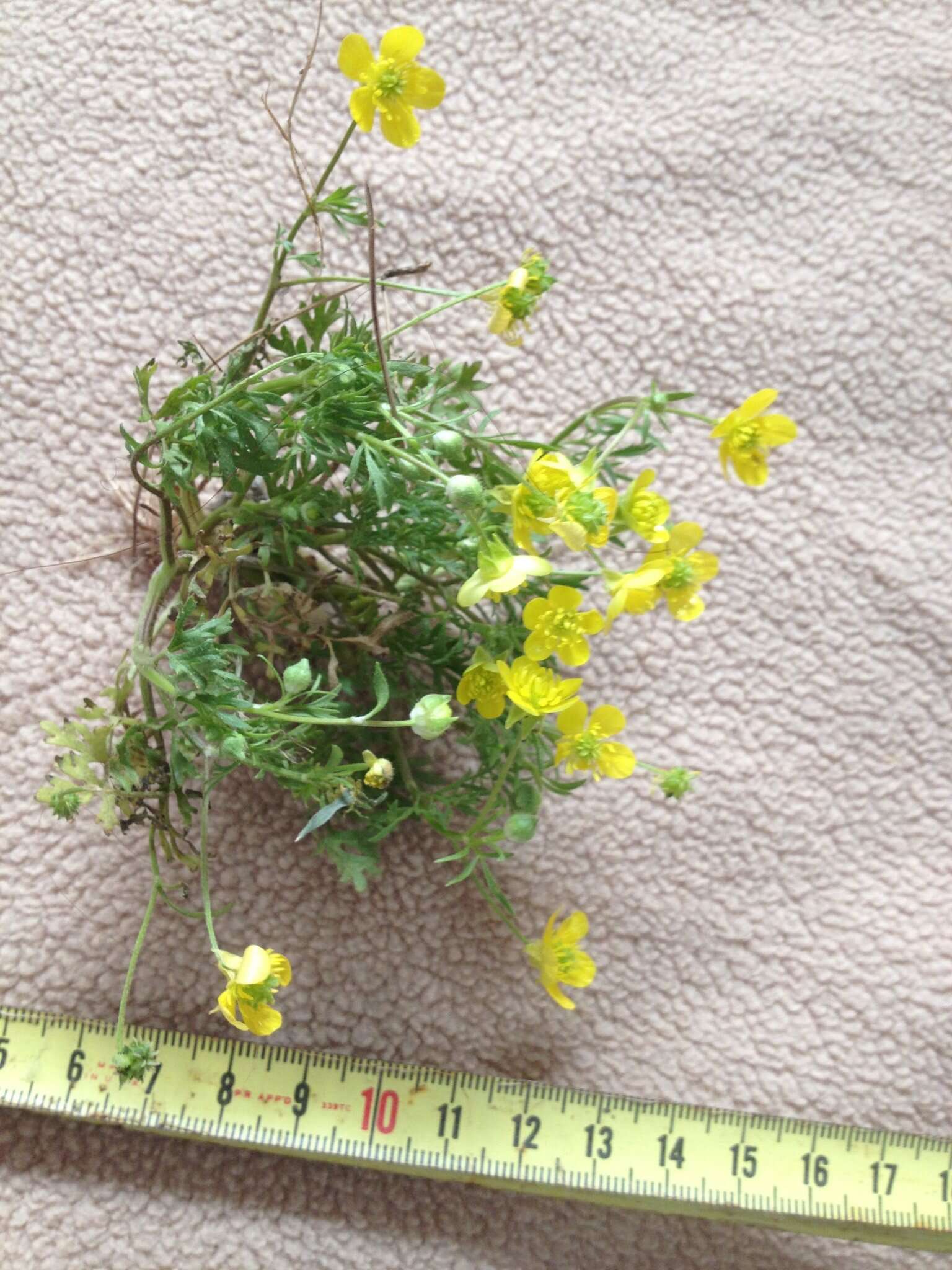 Ranunculus cornutus var. scandicinus (Boiss.) Ziffer-Berger & Leschner的圖片