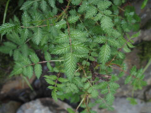 صورة Rubus pungens Cambess. ex Jacq.