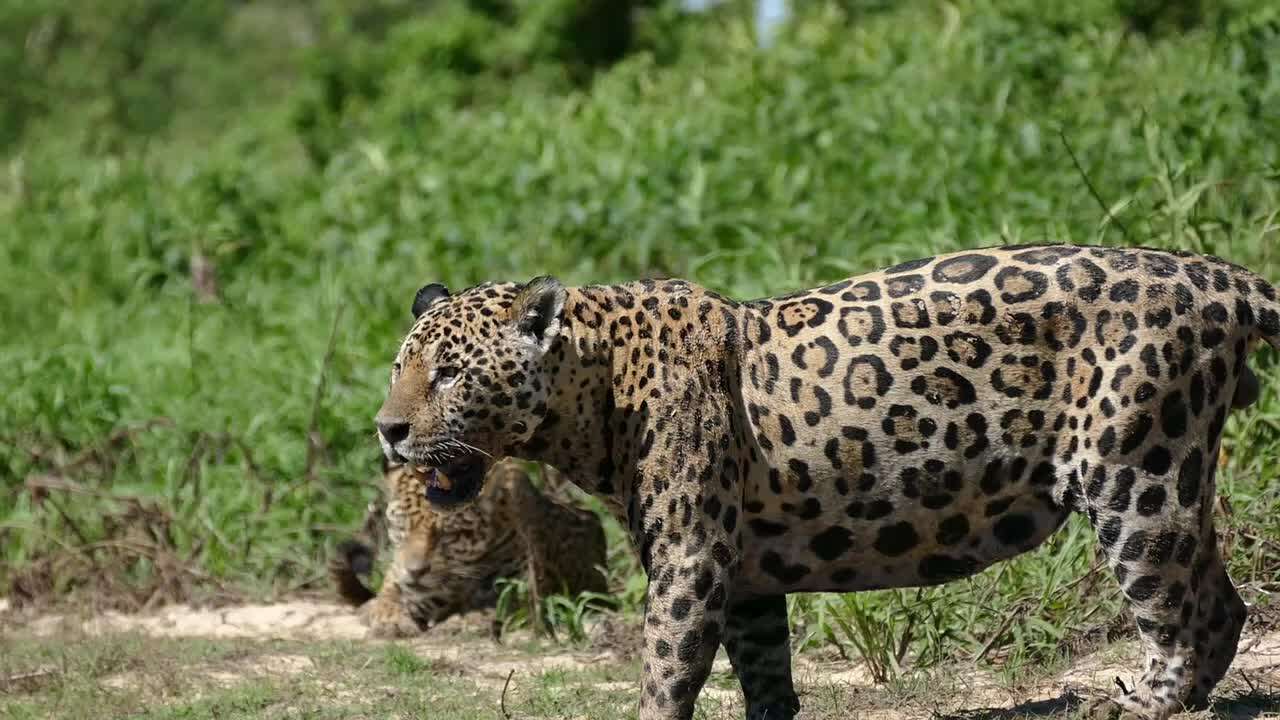 Image of Panthera onca palustris (Ameghino 1888)