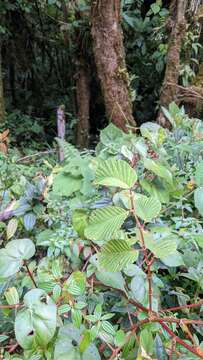 Image of Begonia convallariodora C. DC.