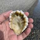 Image of Angel's Oyster