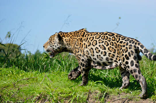 Image of Panthera onca palustris (Ameghino 1888)