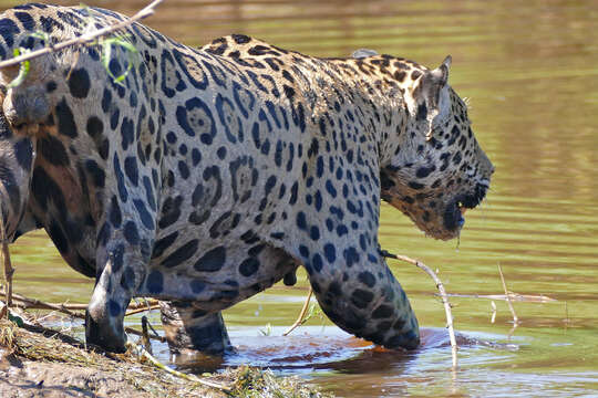 Image of Panthera onca palustris (Ameghino 1888)