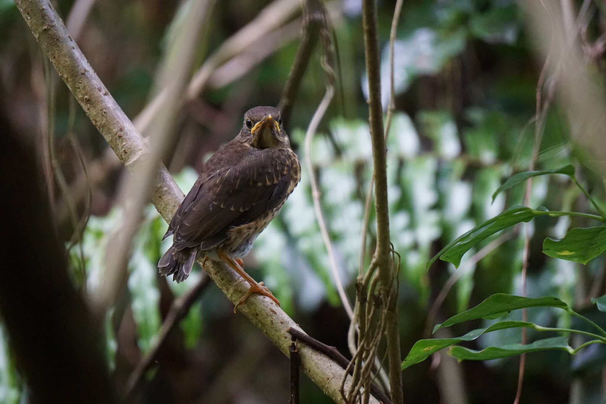 صورة Turdus poliocephalus erythropleurus Sharpe 1887