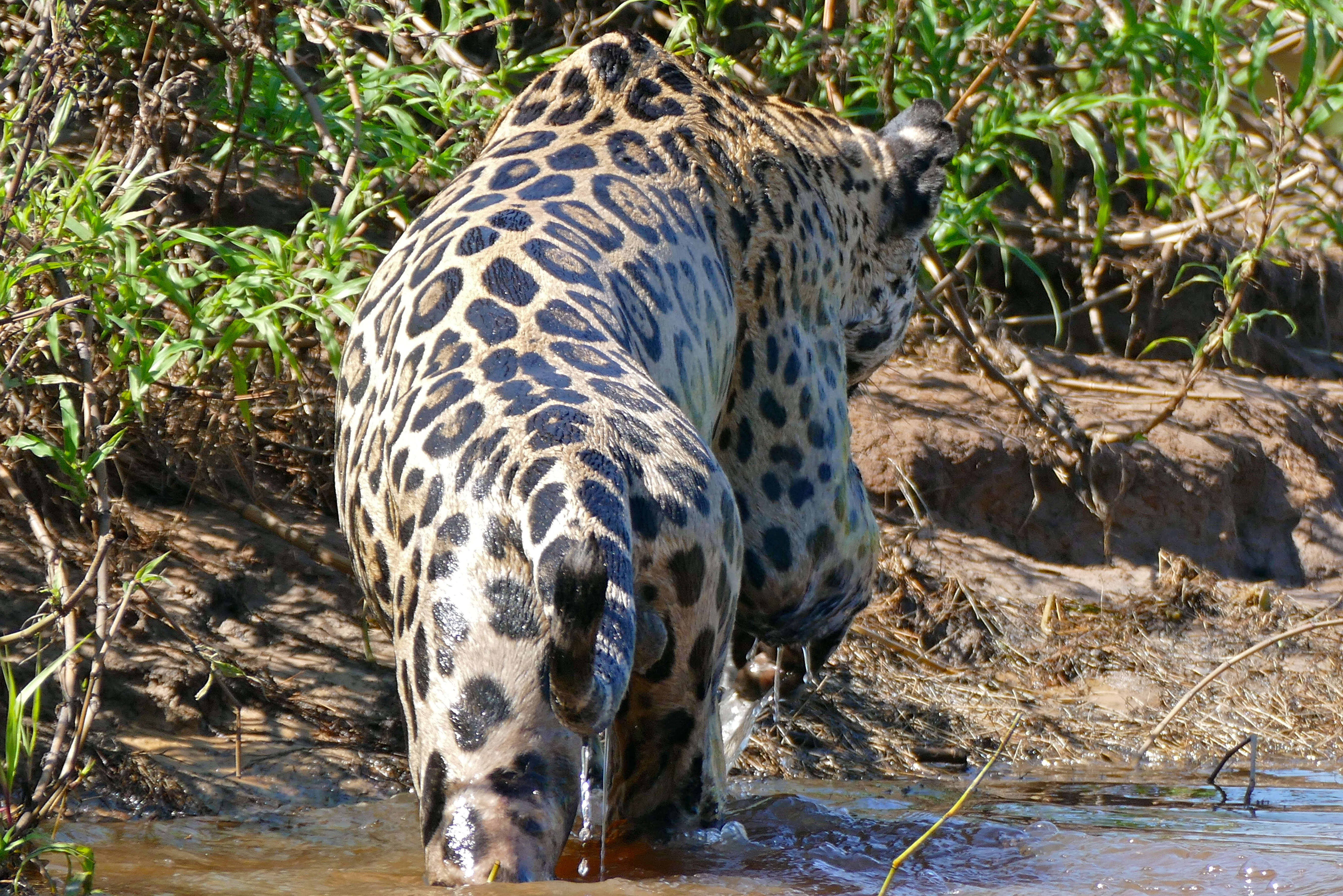 Panthera onca – Wikipédia, a enciclopédia livre