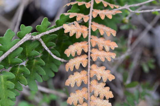 Image of wavy scaly cloakfern