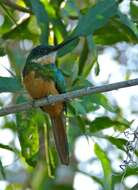 Image of Rufous-tailed Jacamar