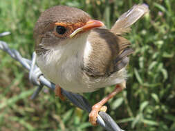 Image of Superb Fairy-wren