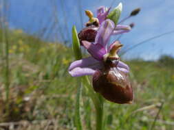 صورة Ophrys sphegodes subsp. aveyronensis J. J. Wood