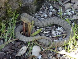 Image of Viperine Snake