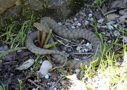 Image of Viperine Snake