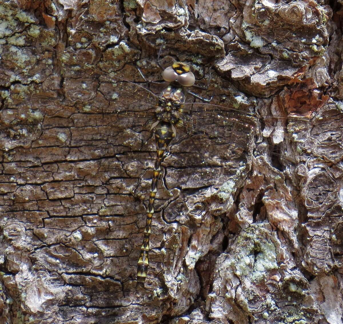 Image of Pygmy Darners