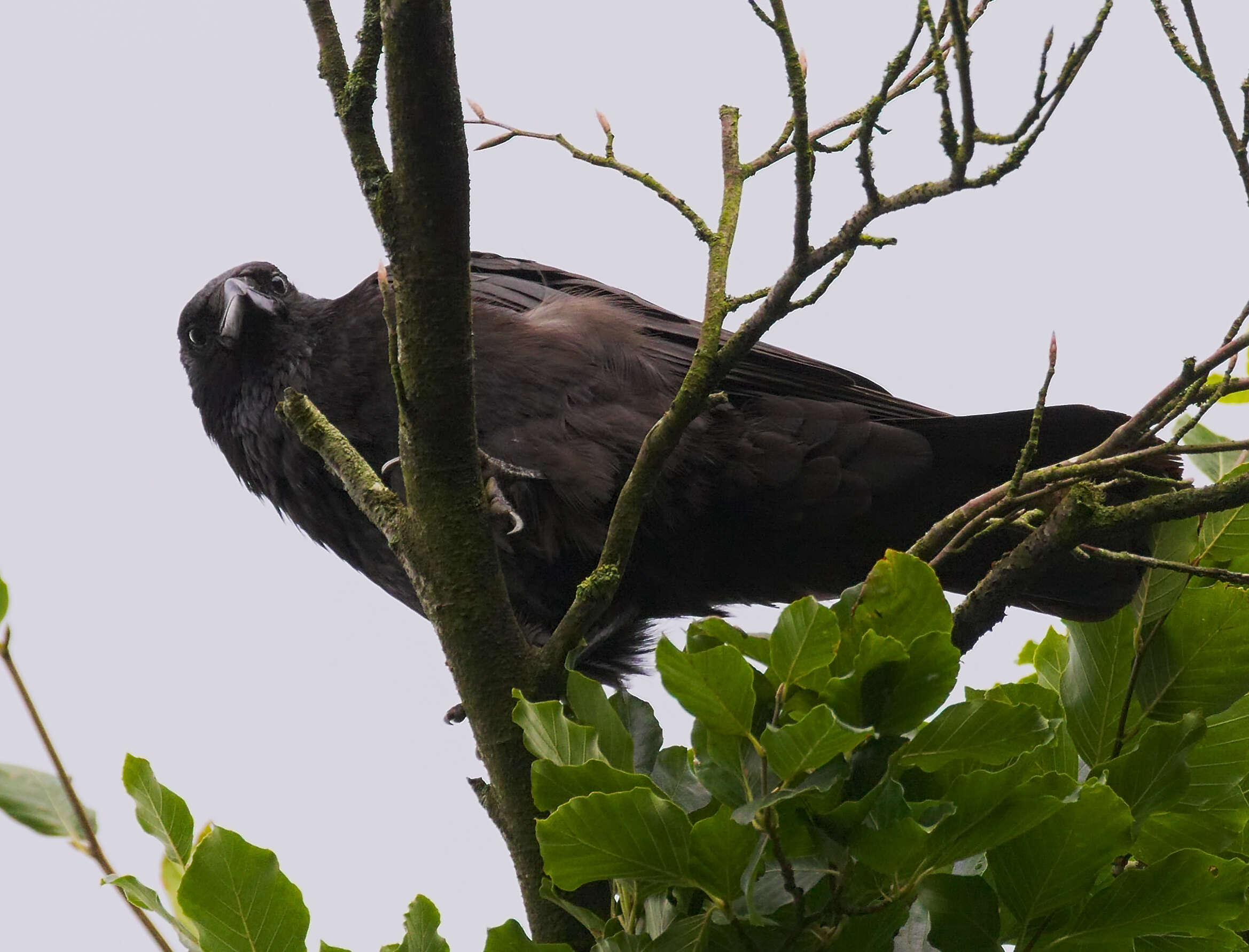 Image of Carrion Crow