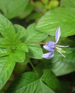 Image of fringed spiderflower