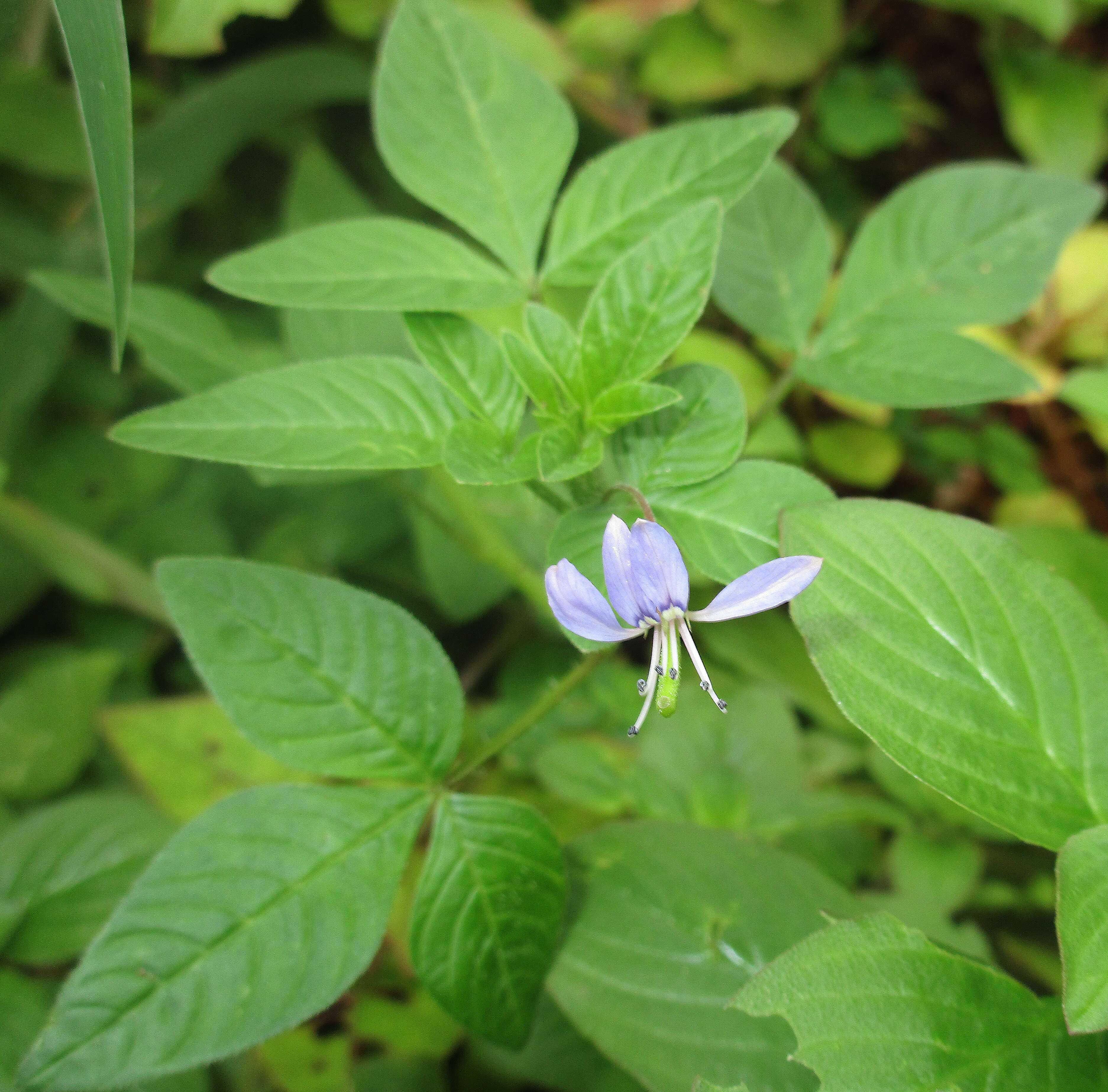 Image of fringed spiderflower