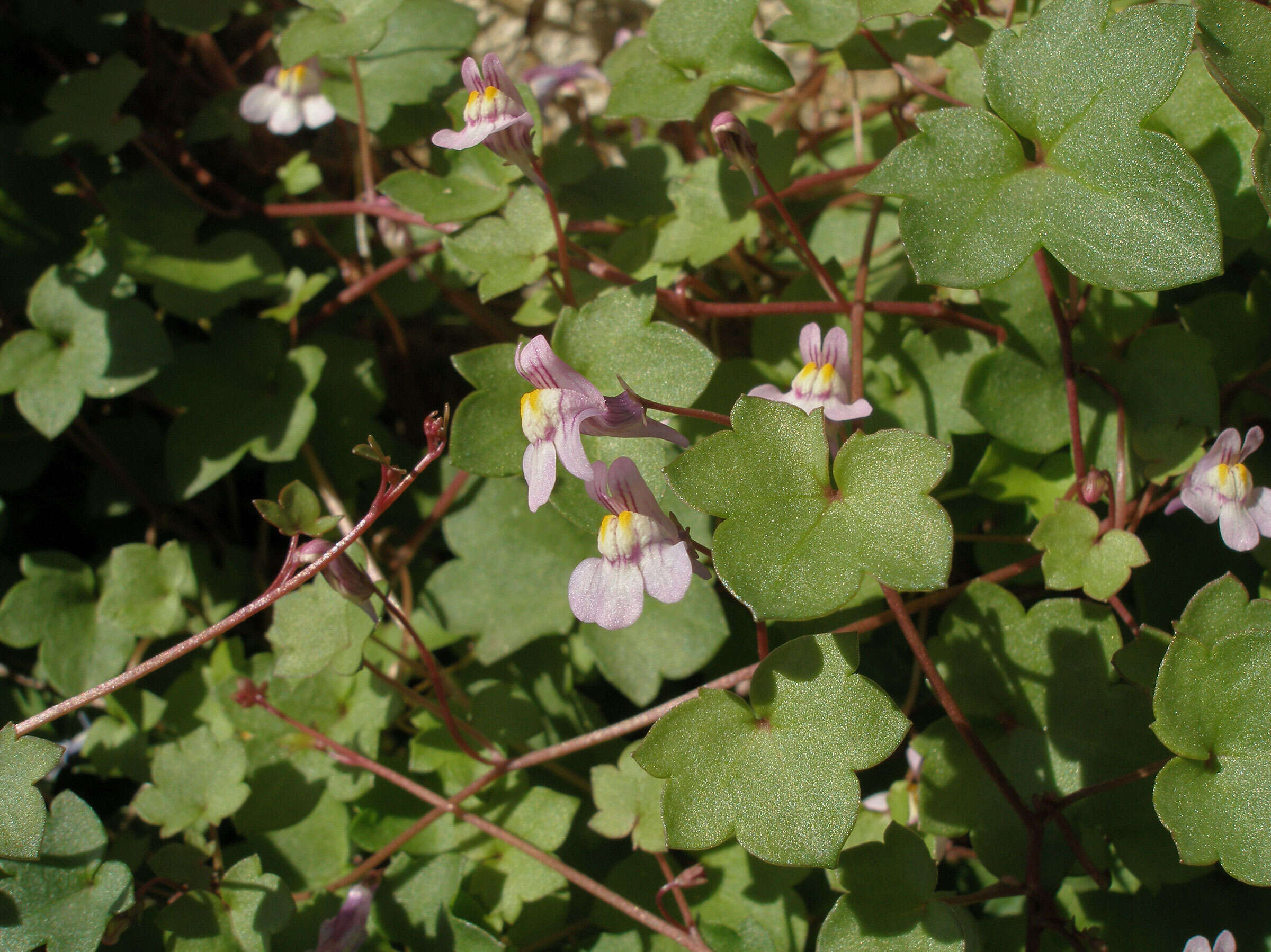 Image of Ivy-leaved Toadflax