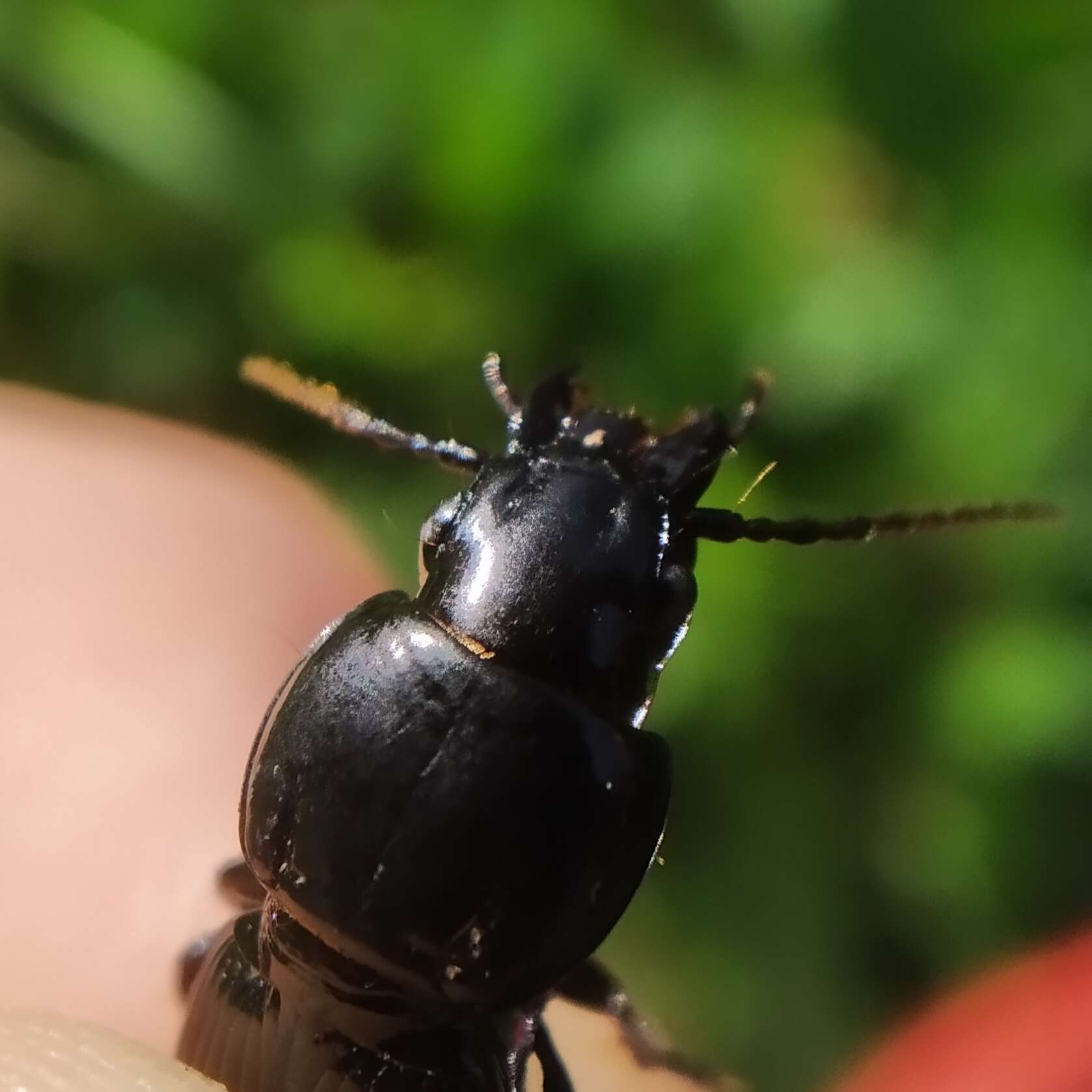 Image of Pterostichus (Steropus) ebenus (Quensel ex Schönherr 1806)