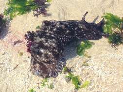 Image of spotted sea hare