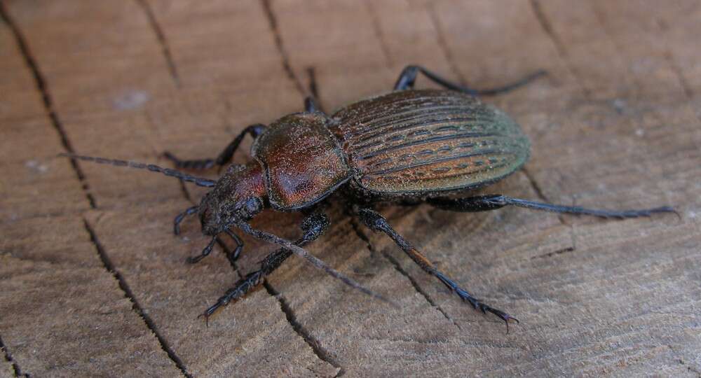 Image of immigrant sausage ground beetle