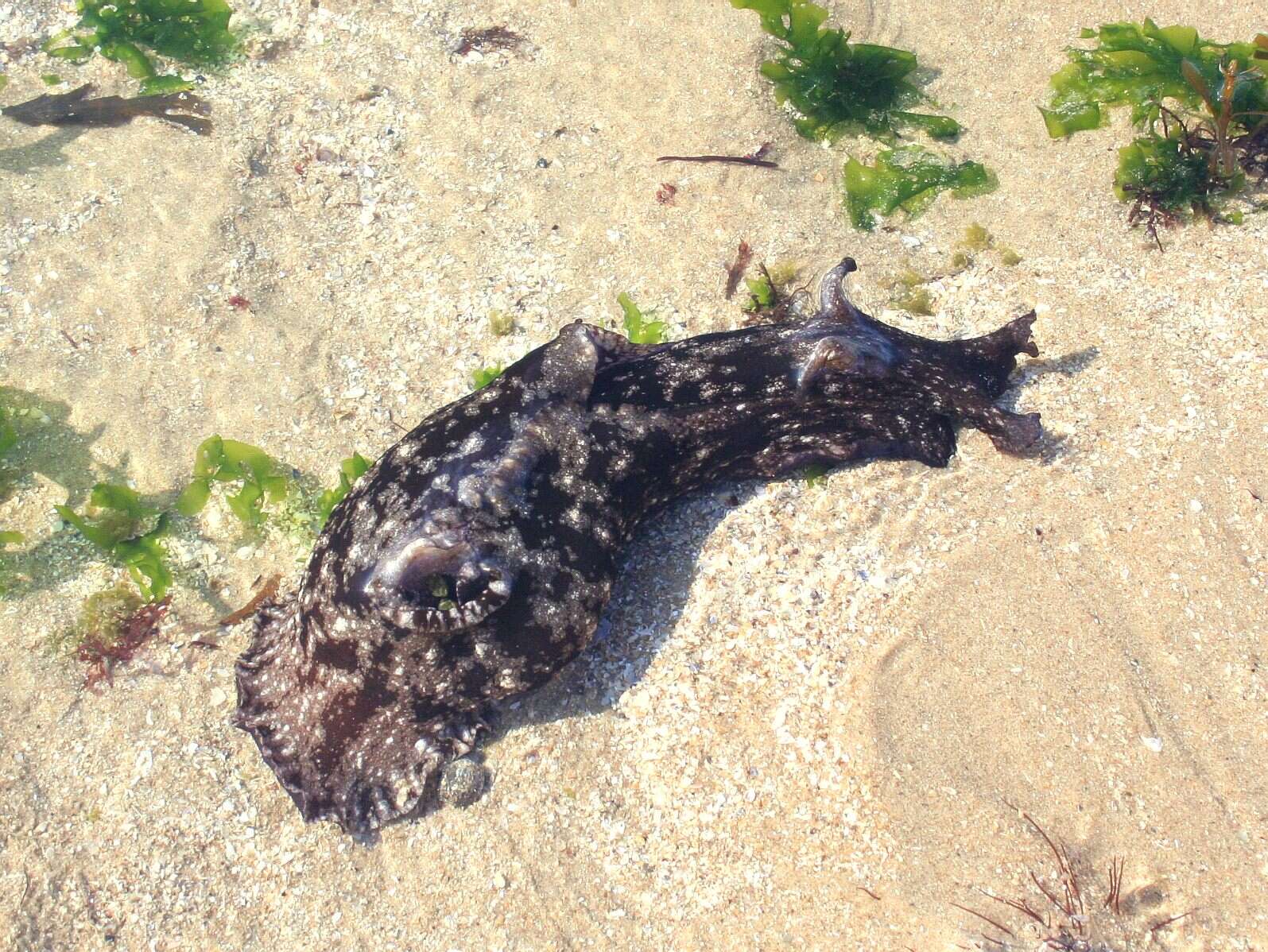 Image of spotted sea hare