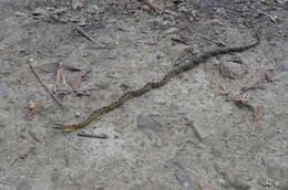 Image of Eastern Trinket Snake