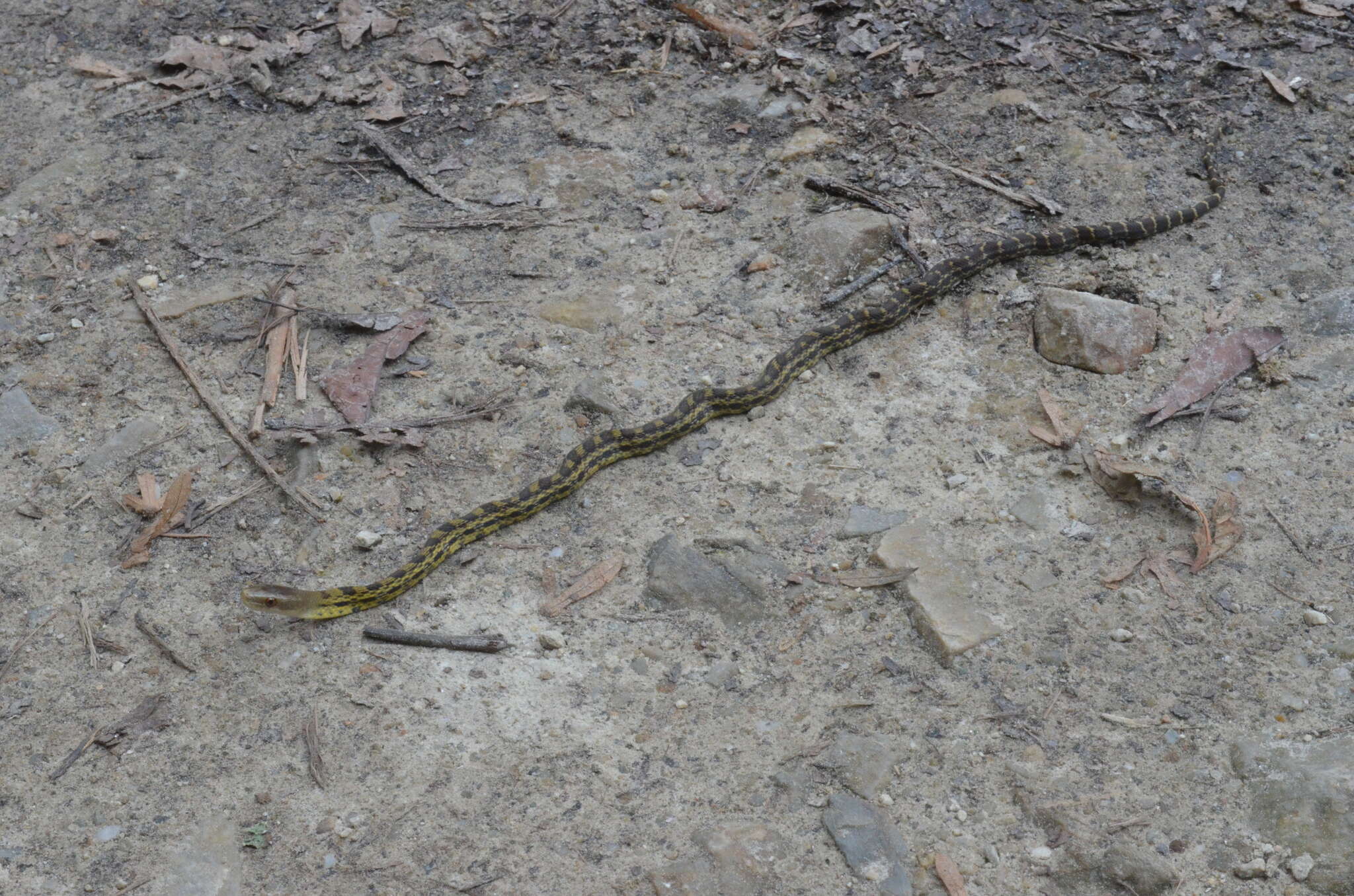 Image of Eastern Trinket Snake