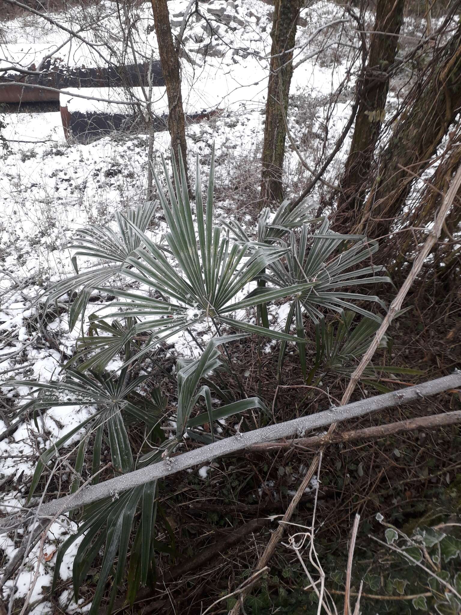 Image of Chinese windmill palm