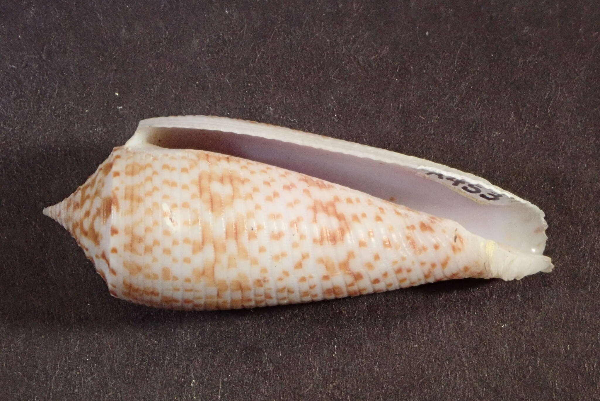 صورة Conus laterculatus G. B. Sowerby II 1870